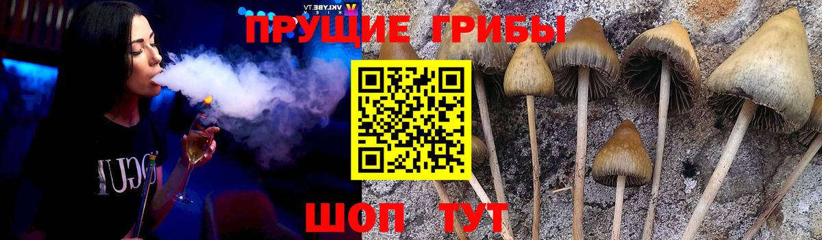 Кимры  Галлюциногенные грибы Psilocybine cubensis  Вход с VPN 